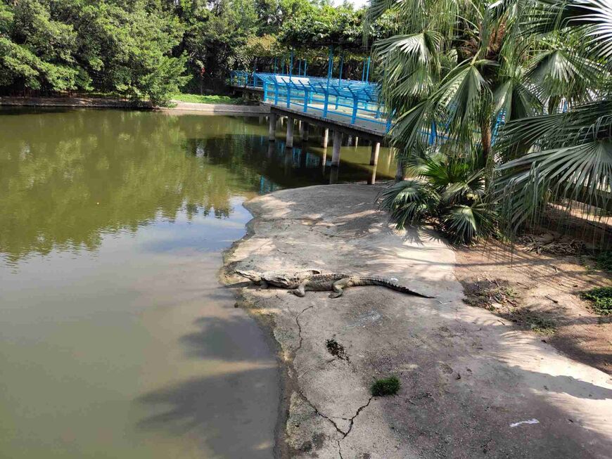 870-653-fixedwidth-1 Гуанчжоуский крокодиловый парк: царство рептилий в сердце Китая