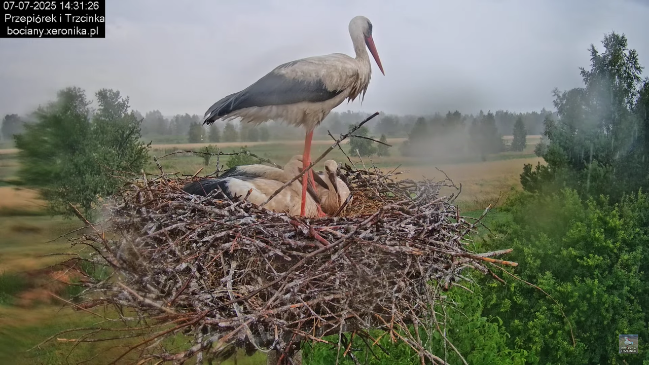 07072025bociany43