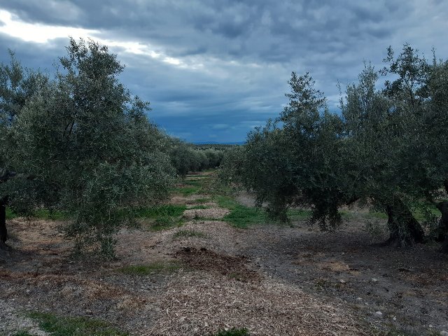 Seguimiento evolutivo finca de secano en Jaén - Página 2 2