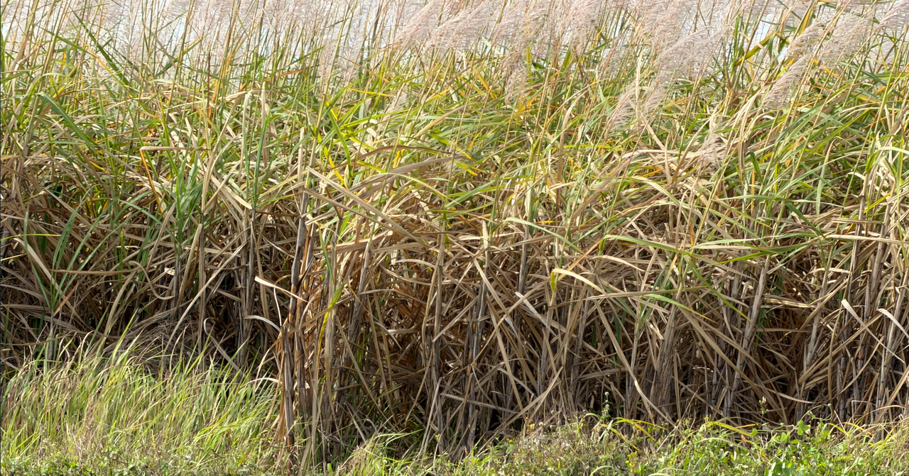 [Image: King-Ranch6-sugar-Canes.png]