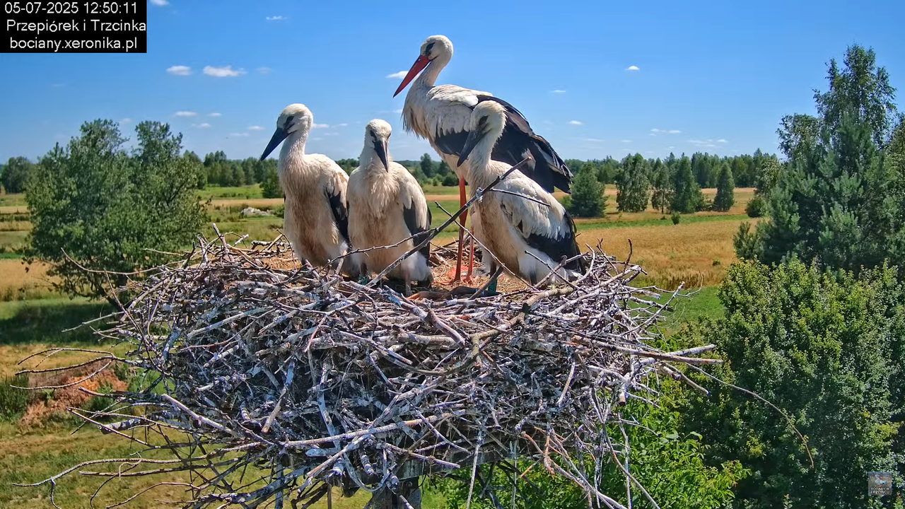 05072025bociany40