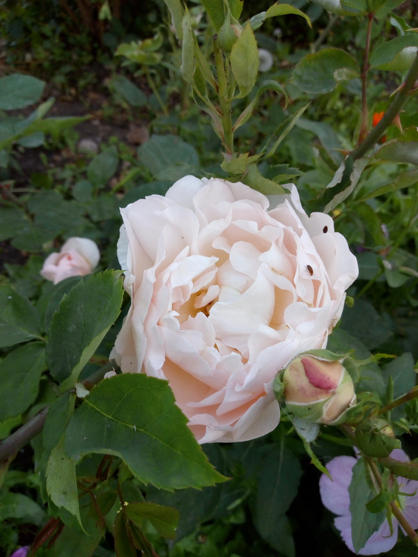 IMG_20190529_194119151