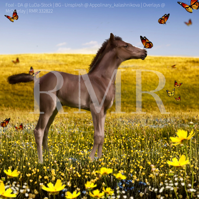 foal-watermarked.png