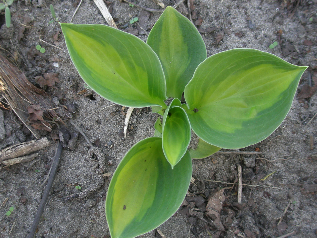 P5071519