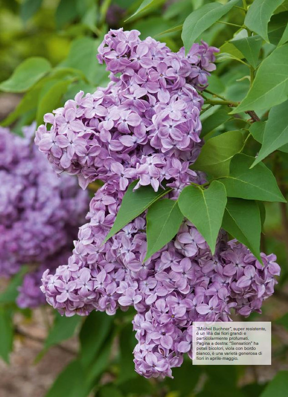 il mio Giar Apr Mag 2026 (3)