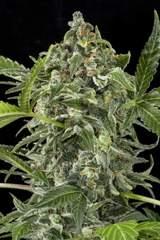 Image of White Cheese Auto