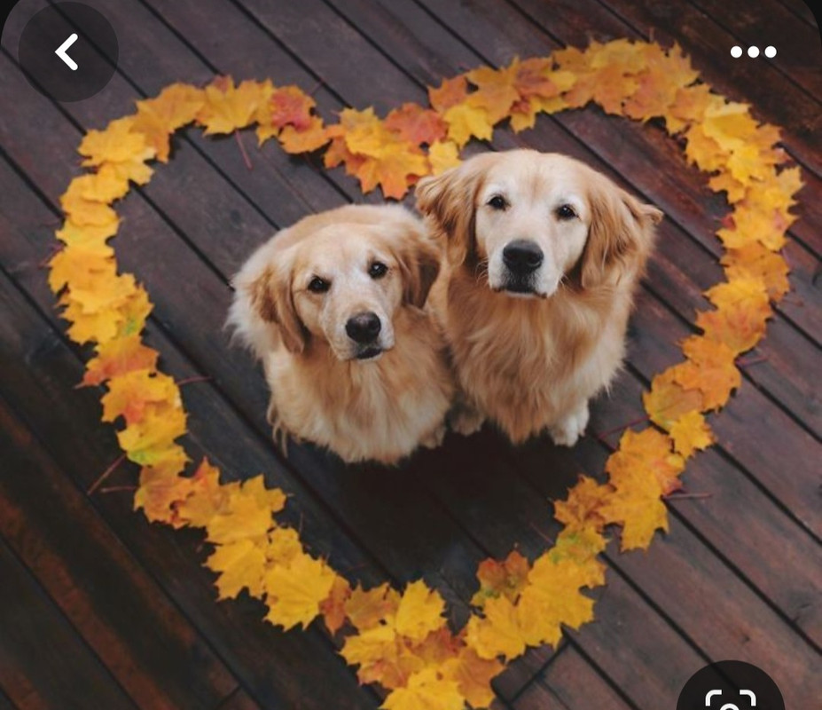 Screenshot_20240210_221708_Pinterest