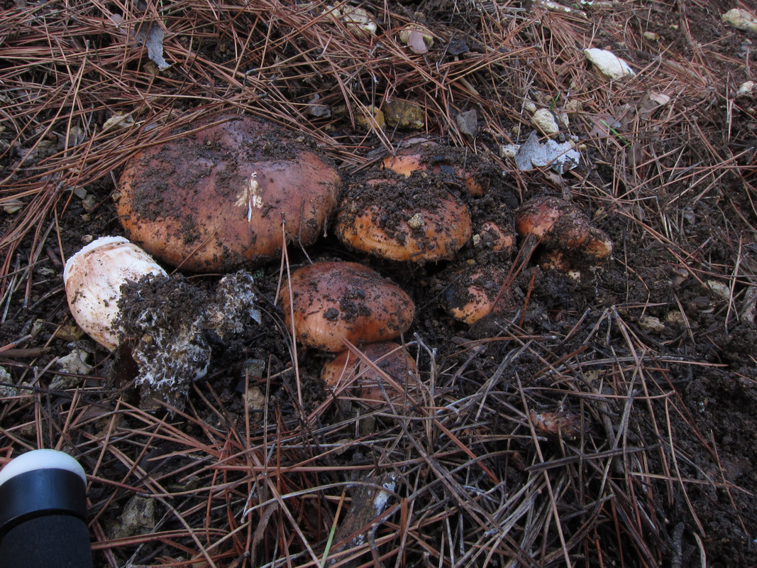 Tricholoma fracticum  (6)