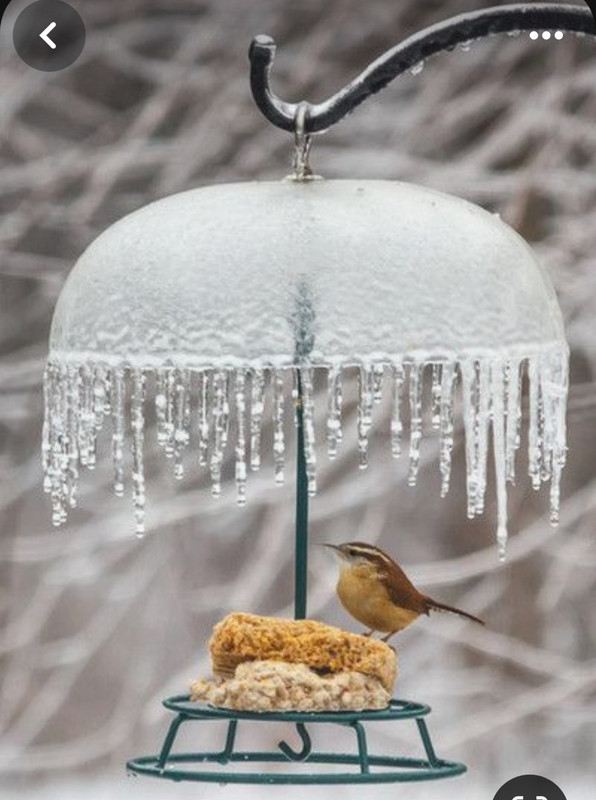 Screenshot_20231206_183958_Pinterest