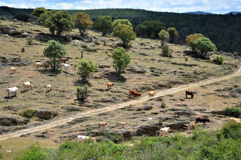 EMBALSE PUENTES VIEJAS, FORTINES Y ANIMALES-24-5-2014-MADRID - Paseando por España-1991/2016 (18)