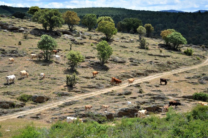 EMBALSE PUENTES VIEJAS, FORTINES Y ANIMALES-24-5-2014-MADRID - Paseando por España-1991/2015-Parte-1 (18)