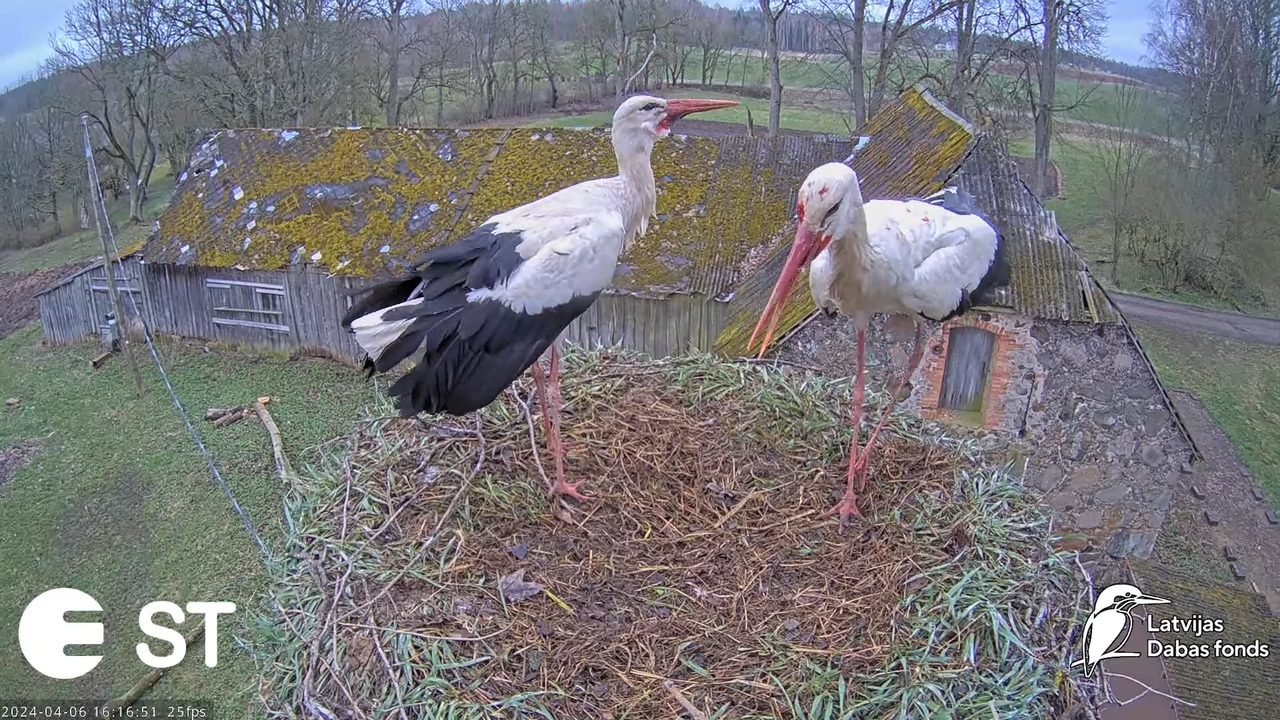 Baltie stārķi (Ciconia ciconia) Tukuma novadā - LDF tiešraide __ White storks in Tukums, Latvia 13-2