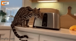 Cat-Is-Toast.gif
