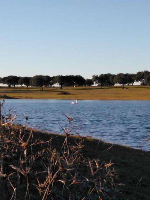 ESPÉCIE: Cisne-mudo (Cygnus olor) - Página 2 C1