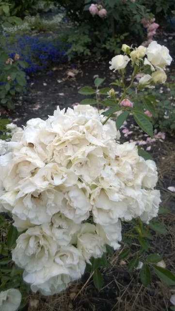 WP_20160720_017