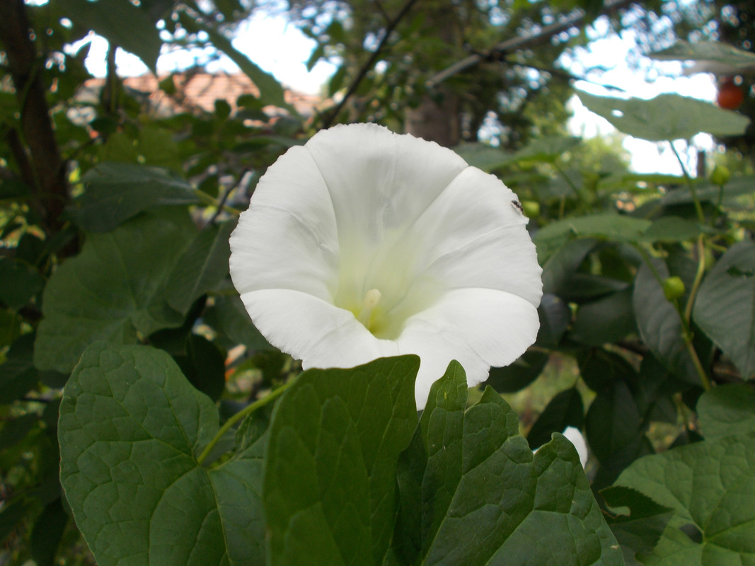 DSCN1481