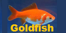 73rd Amateur Series Division 9 Goldfish