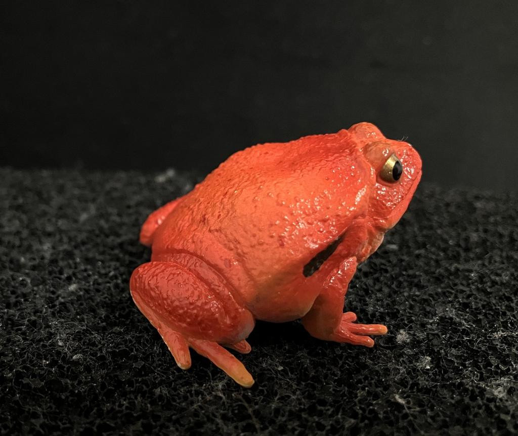 Toymany Tomato frog