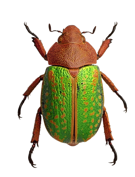 e77