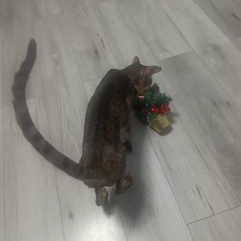 IMG_20221227_154336_232