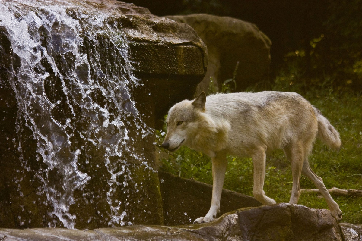 luene-15-wolf-by-dark-wolfs-stock-d9576zw.jpg