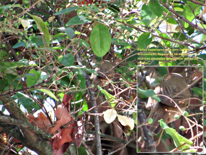 Felosa palustre ( Acrocephalus palustris ) PS1