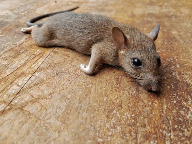 rodent-control-11.jpg