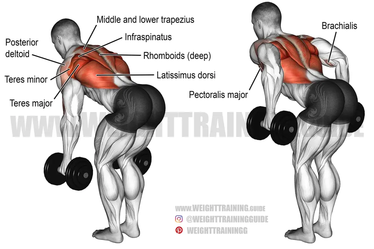 Dumbbell Row