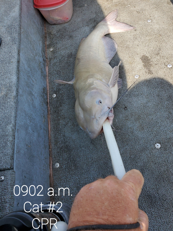 (032) Cat # 2 CPR