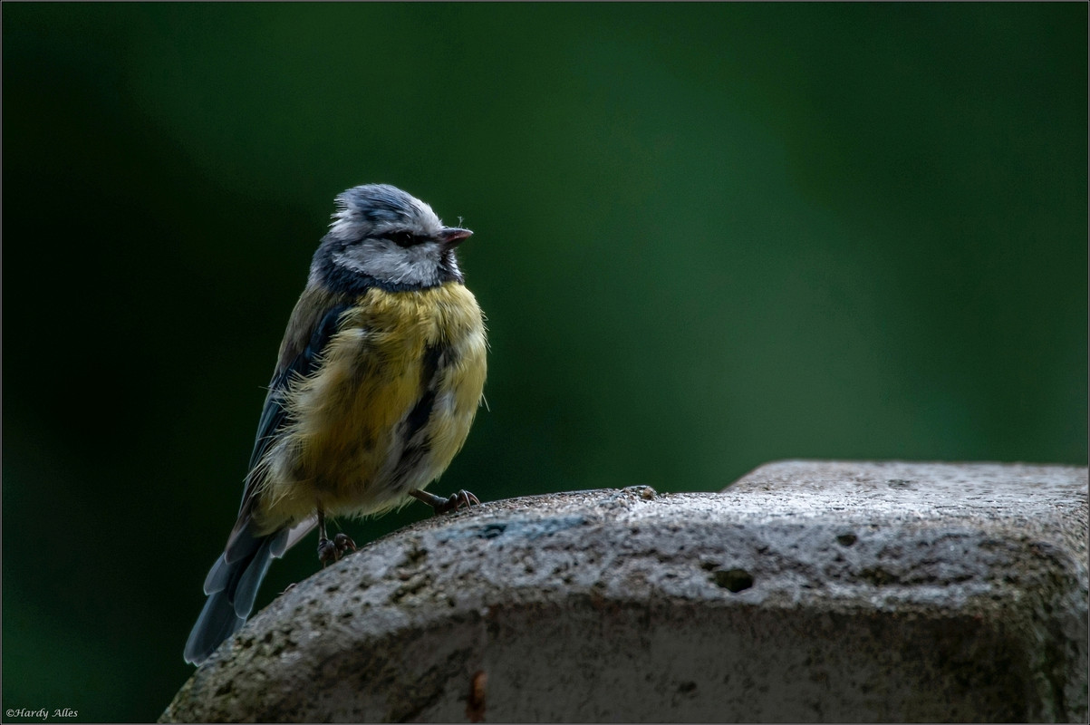 _DSC4295 2018 Vögel  LRERWZ