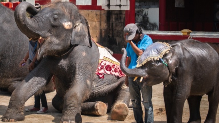 Dumbo 