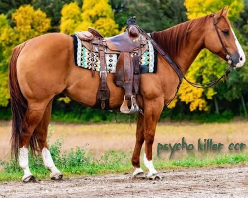psychokillerccr