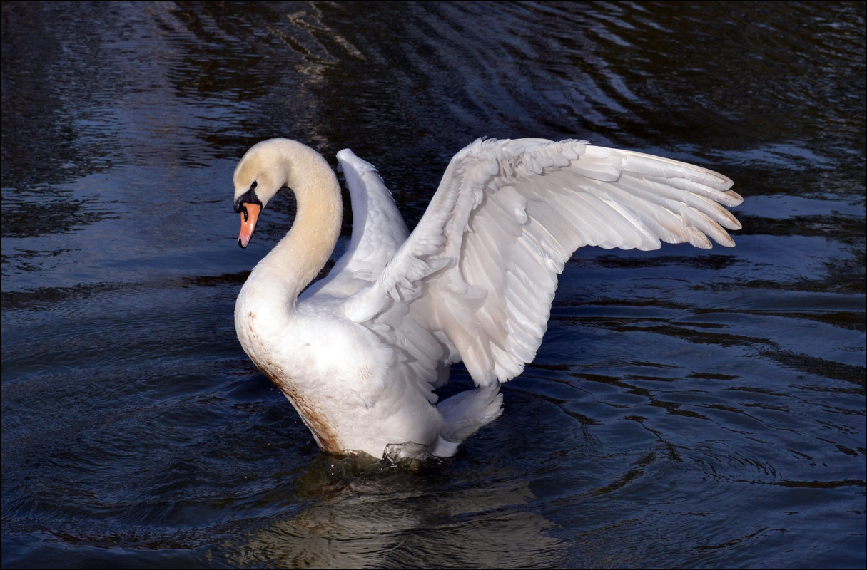 sw-an-stock-by-frankandcarystock-d7mb4aw.jpg