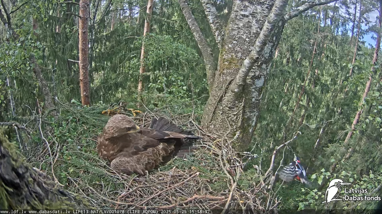 Mazais ērglis (Clanga pomarina), ligzda bērzā 15-41-2 screenshot