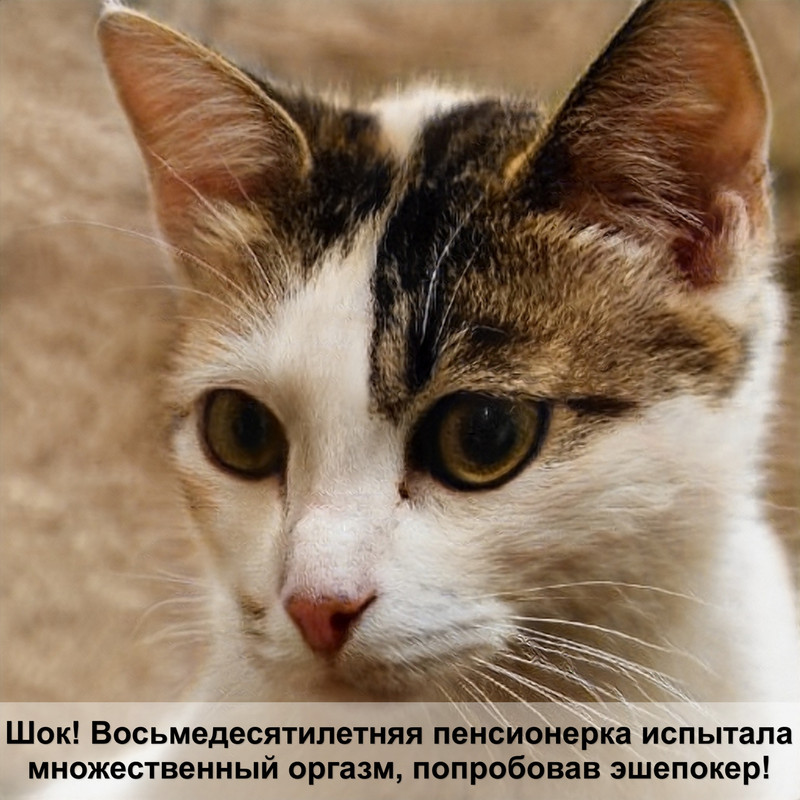 британская кошка шоколадного окраса