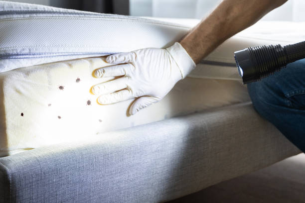 Pest Inspection