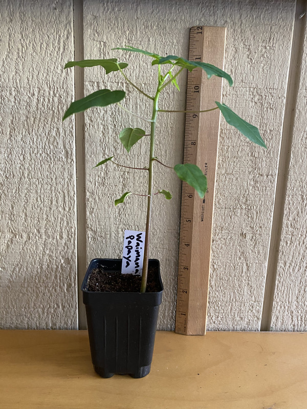 11E7362B-6B10-4320-A548-180ED7AB4196