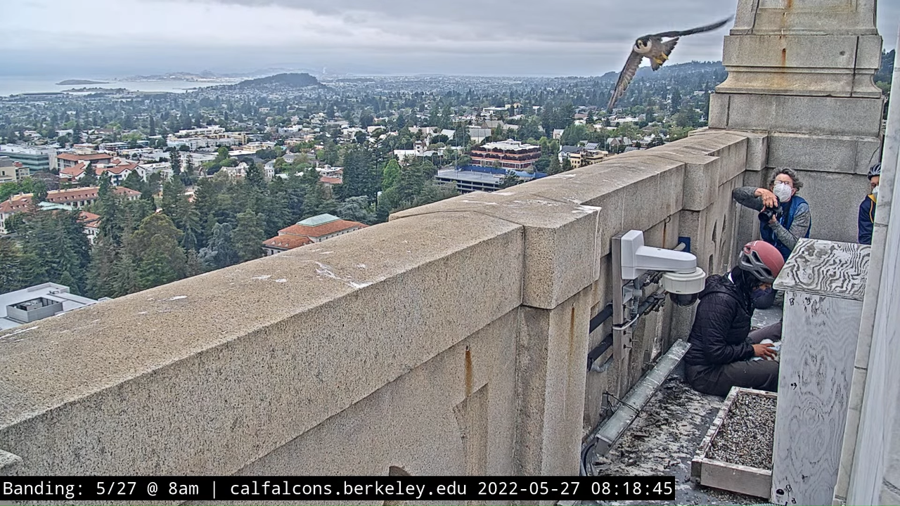 5-27-22 Banding (Raw West Footage) 8-55 screenshot