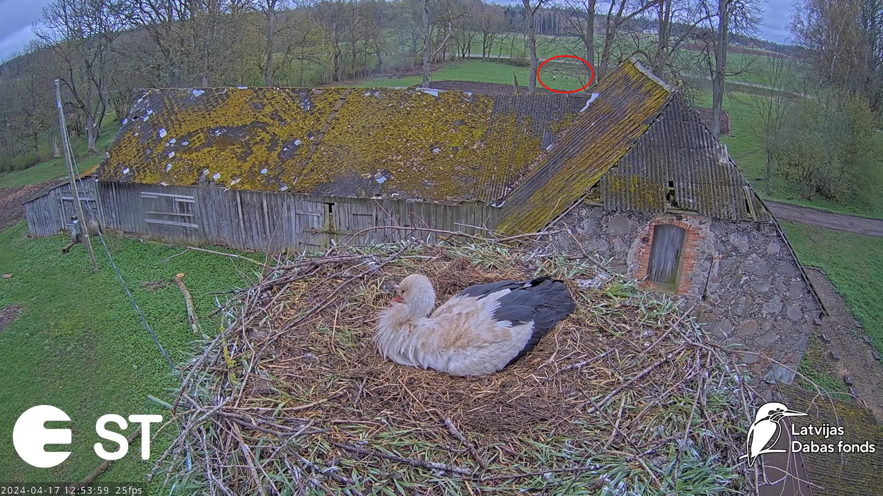 Baltie stārķi (Ciconia ciconia) Tukuma novadā - LDF tiešraide __ White storks in Tukums, Latvia 8-43