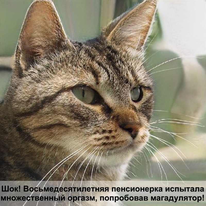 самая обычная порода кошек