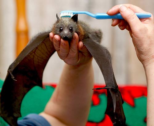 bat being brushed