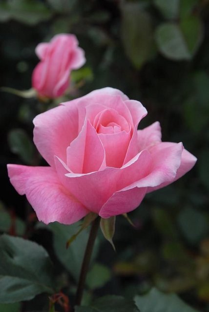 [Image: BBBD7029-E5-D3-4-B86-BB83-B29916-AF2-EB2.jpg]