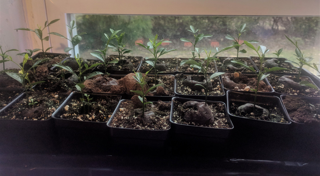 TaiTri seedlings April 2019