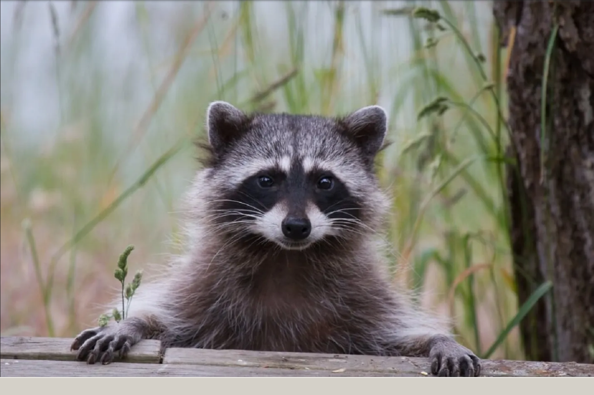 Mapache loco sale volando tras atacar a una niña, este es el video