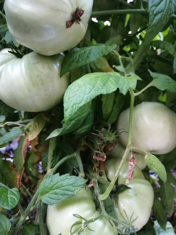 Giant Belgium