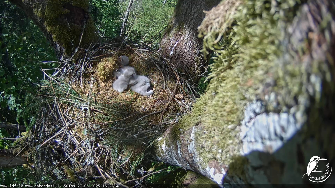 Melnās klijas (Milvus migrans) Kurzemē_ peļu klijāni (Buteo buteo) 10-41-3 screenshot