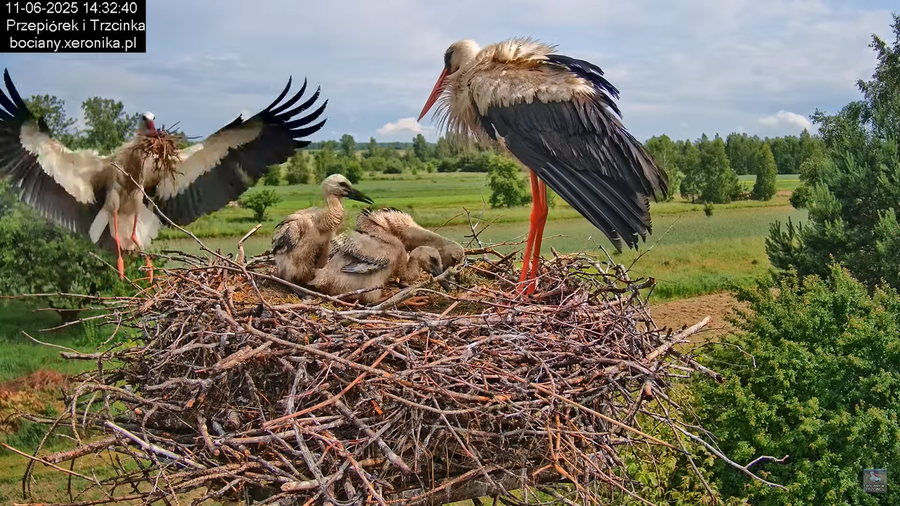 11062025bociany38