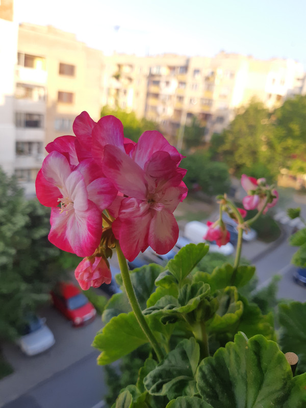 20190519_064923
