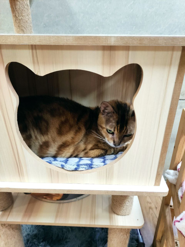 寵物志工服務日 8