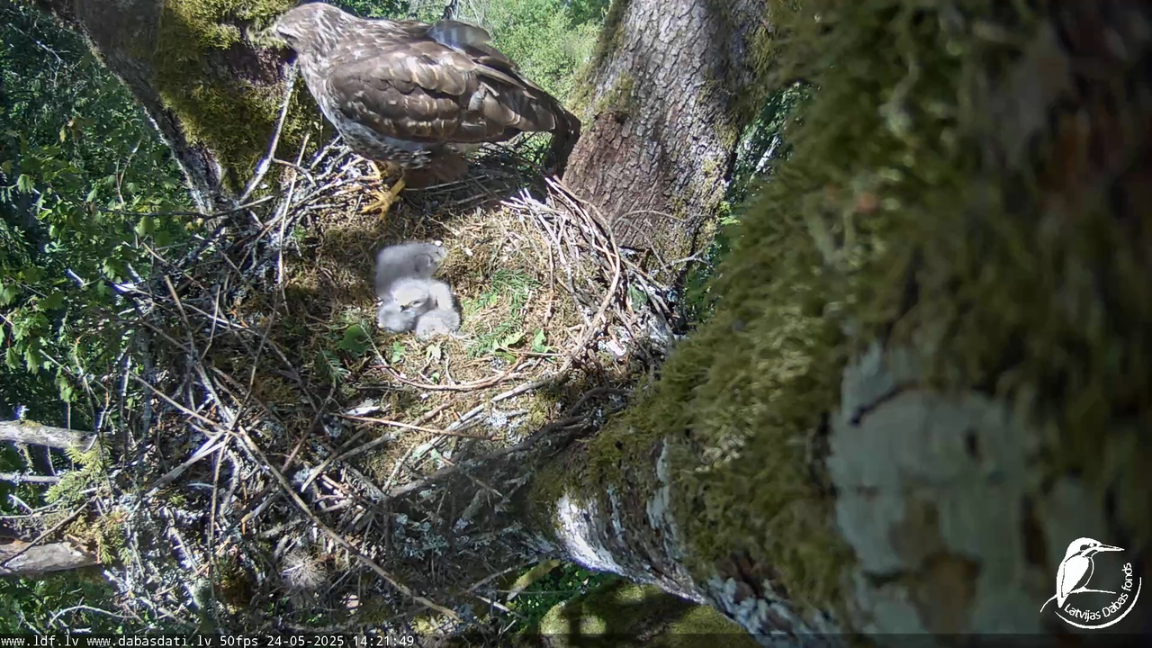 Melnās klijas (Milvus migrans) Kurzemē_ peļu klijāni (Buteo buteo) 11-52-49 screenshot